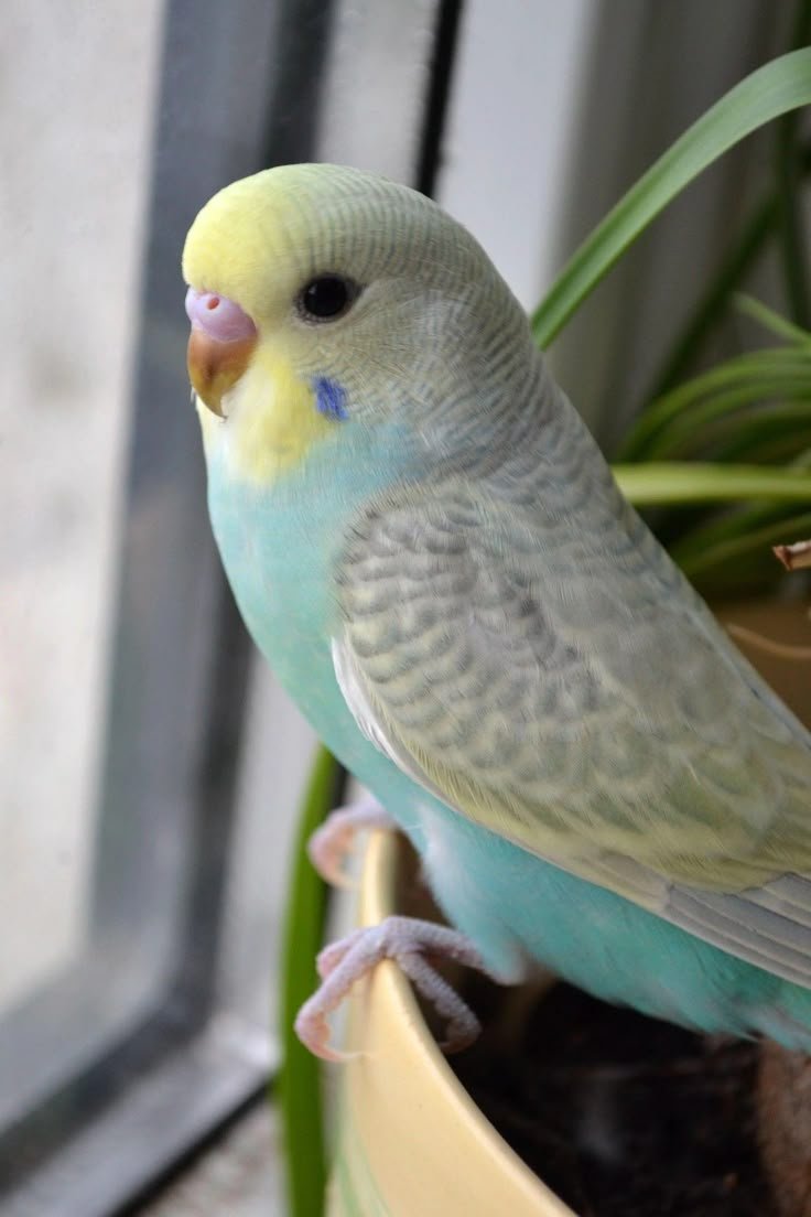 Parakeet