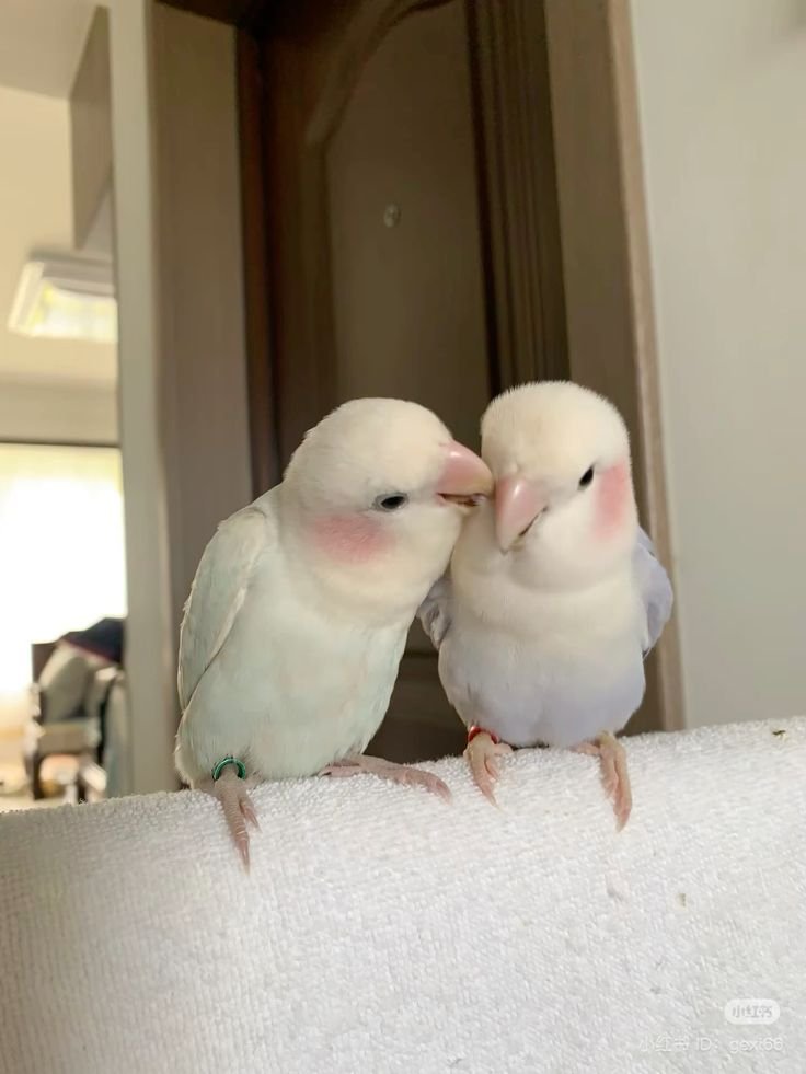 Lovebird