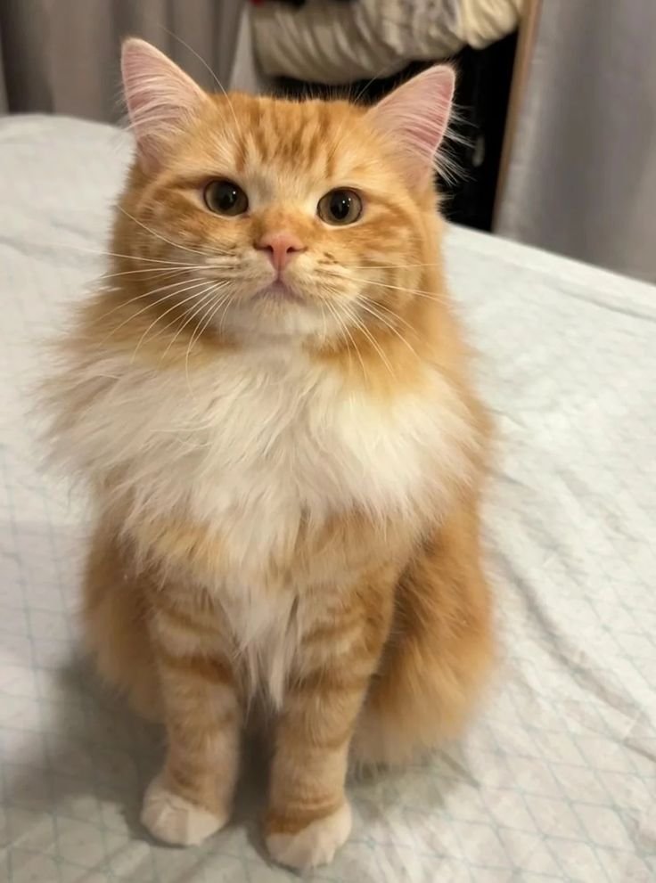 Orange Cat